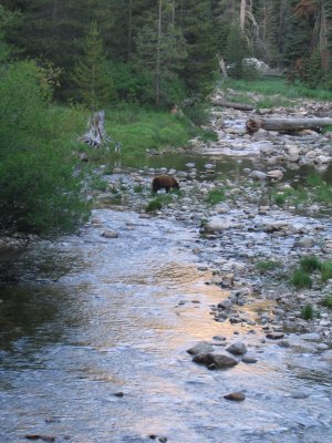 Young black bear feeding along the river.