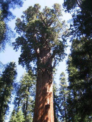 The Sherman tree is the largest in volume of wood.
