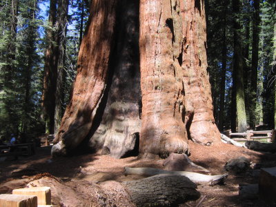 Most Sequoias show evidence of past fires.