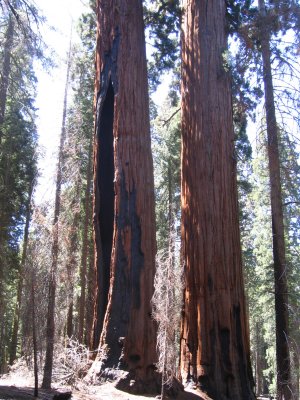 Cones of the Sequoia are smaller than a tennis ball.
