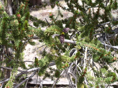 Cone of the Bristlecone Pine.