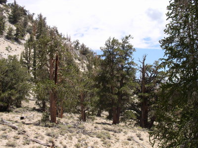 Bristlecone Pines.