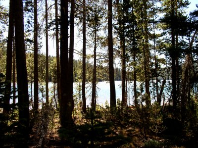 Juniper Lake beyond the treeline.