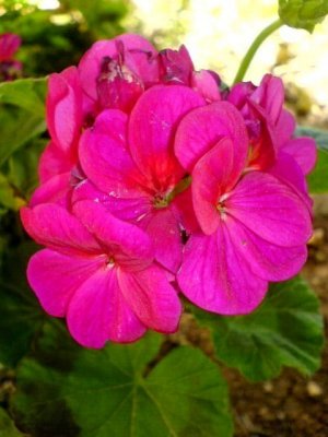 Geranium