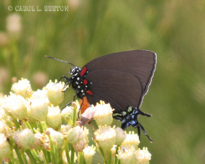 Great Purple Hairstreak