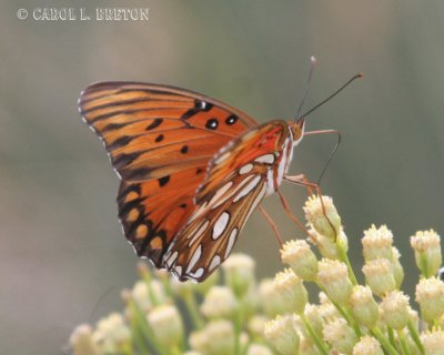Gulf Fritillary