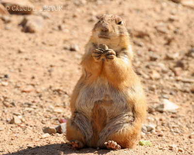 Black-tailed Prarie Dog