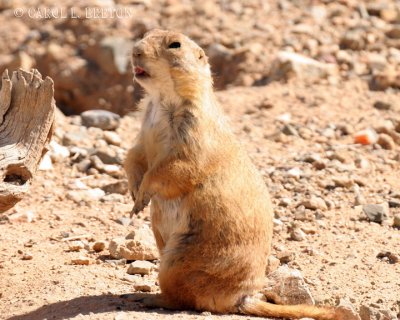 Black-tailed Prarie Dog