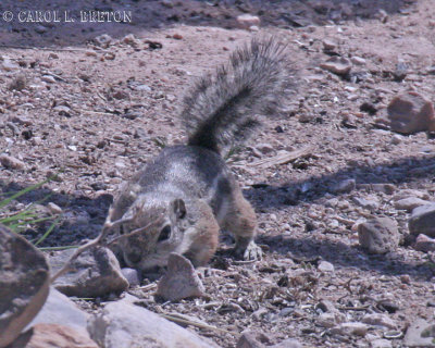 Harris Antelope Squirrel