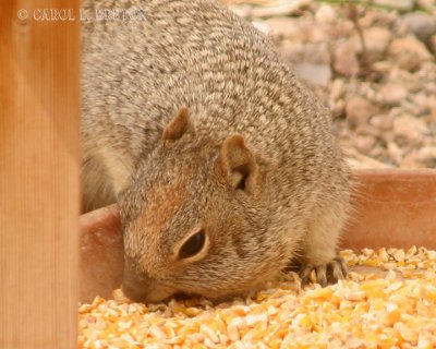 Rock Squirrel