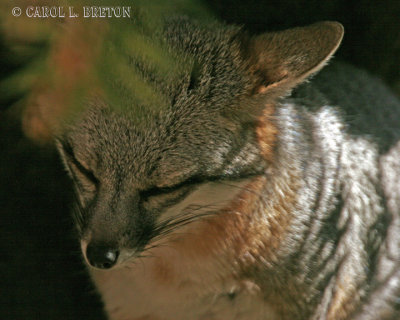 Grey Fox