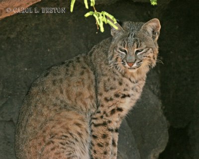 Bobcat