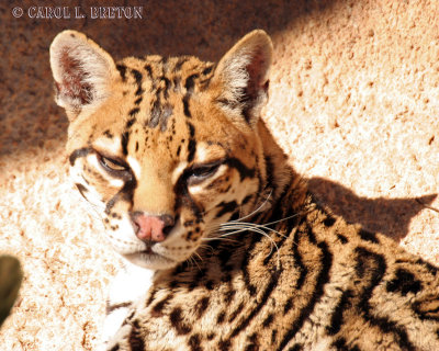 Ocelot