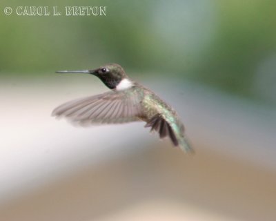 Black-chinned