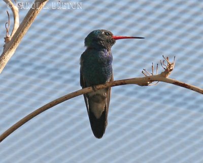 Broad-billed