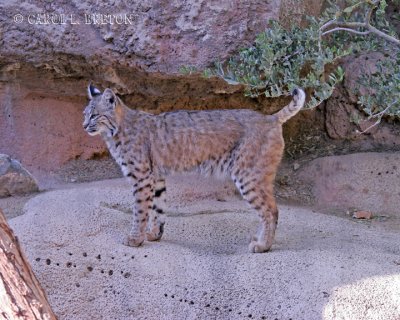 Bobcat