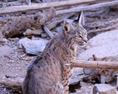 Bobcat