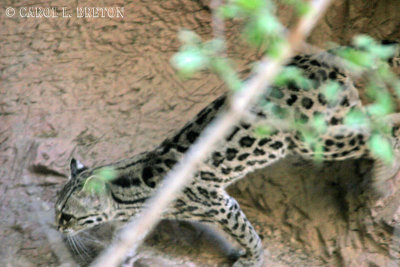 Margay