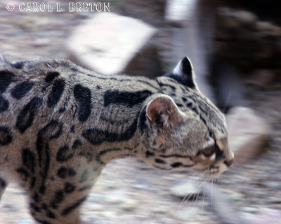 Margay On-the-Move