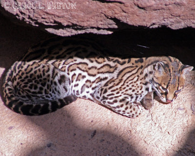 Ocelot