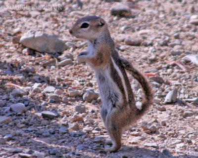 Harris Antelope Squirrel