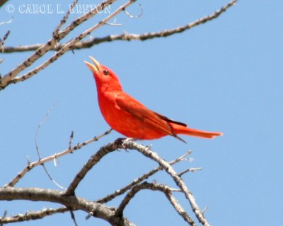 Summer Tanager 6382