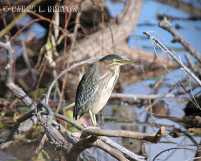 Green Heron 3011