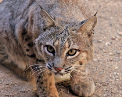 Bobcat Close-Up 2689