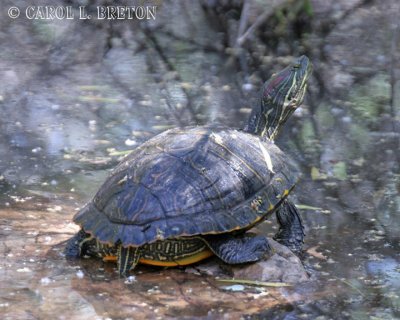 Red-eared Slider Box Turtle 6649