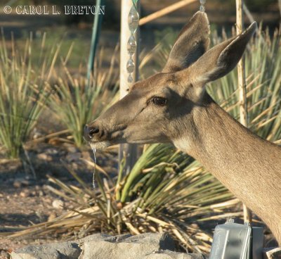 Deer at Pond 8847