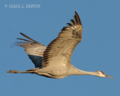 Sandhill Crane 4350