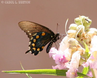 Pipevine Swallowtail