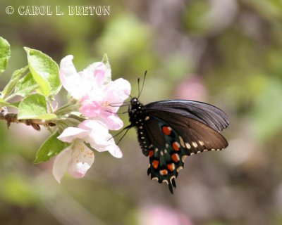 Pipevine Swallowtail