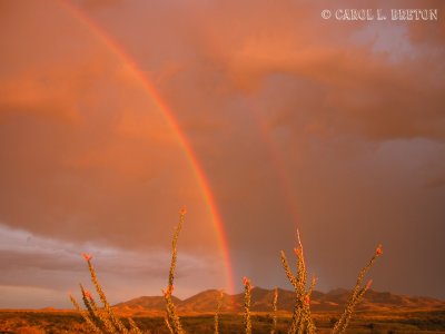 Octotillo Sunset Rainbow