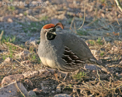 Gambel's Quail