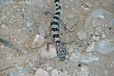 Western Banded Gecko