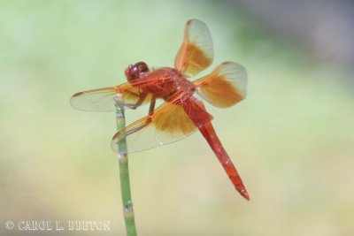 Flame Skimmer