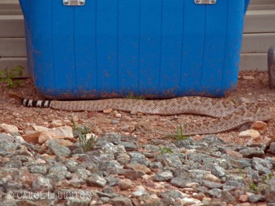 Western Diamondback Rattlesnake