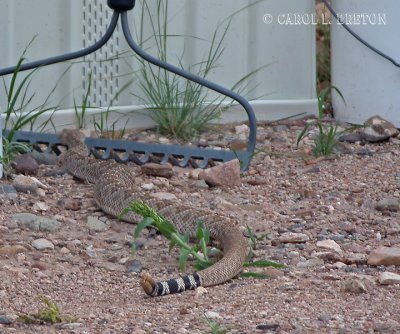 Western Diamondback  Rattlesnake