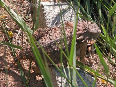 Regal Horned Lizard