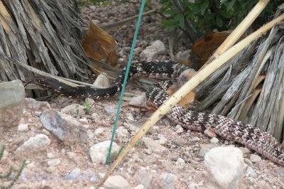 Coachwhip Snake