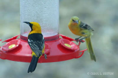 Hooded Oriole Pair