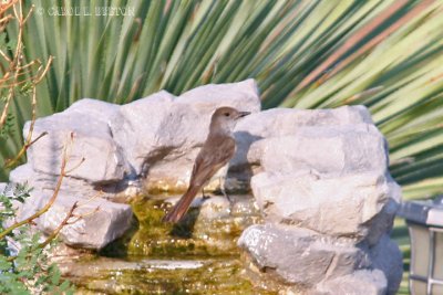 Crested Flycatcher 2