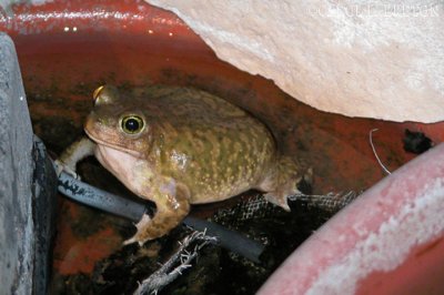 Pelobatidae Couch's Spadefoot Toad