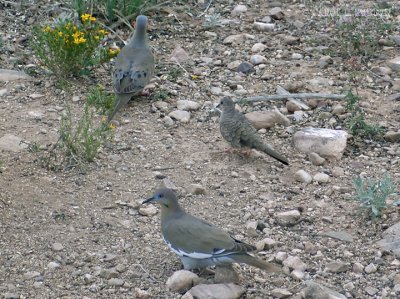 Mourning, White-winged and Inca Doves