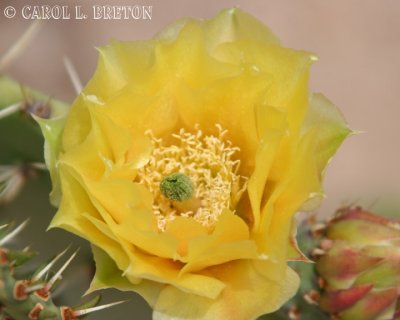Prickly Pear Cactus Flower