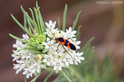 Milkweed Bug  (Oncopeltus fasciatus)