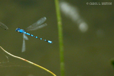 Pond Damselfly