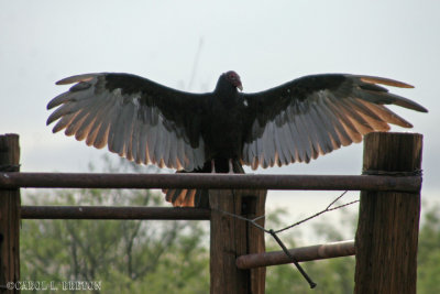 Aug 7 Turkey Vulture
