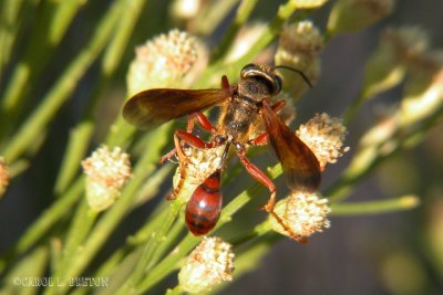 Isodontia elegans Grass-carrier Wasp